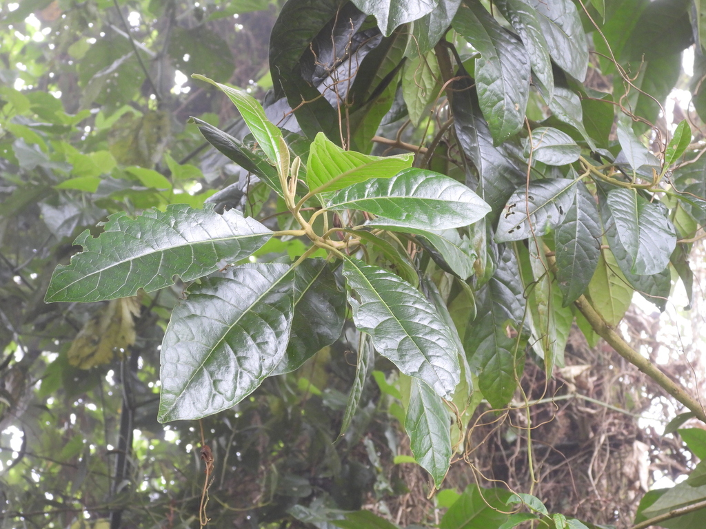 Citharexylum montanum