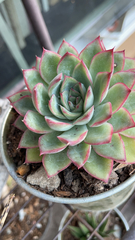 Echeveria pulidonis