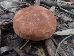 Tricholoma eucalypticum