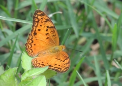 Phalanta eurytis microps