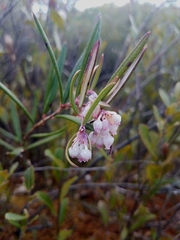 Andromeda polifolia glaucophylla