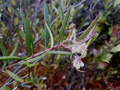 Andromeda polifolia glaucophylla