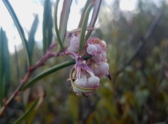 Andromeda polifolia glaucophylla