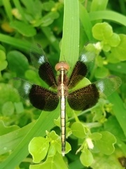 Neurothemis tullia