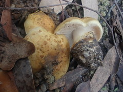 Cortinarius chrysopocos