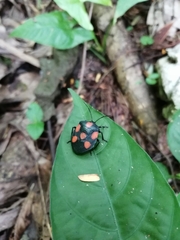 Brachystethus rubromaculatus