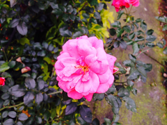 Rosa