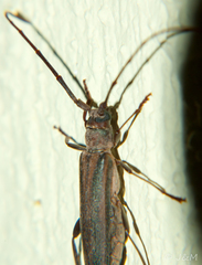 Xystrocera dispar