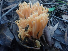 Ramaria anziana