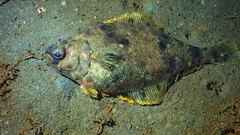 Citharichthys sordidus