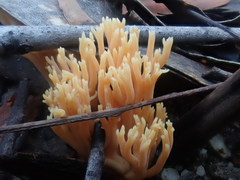 Ramaria anziana