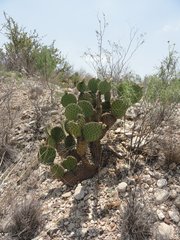 Opuntia strigil