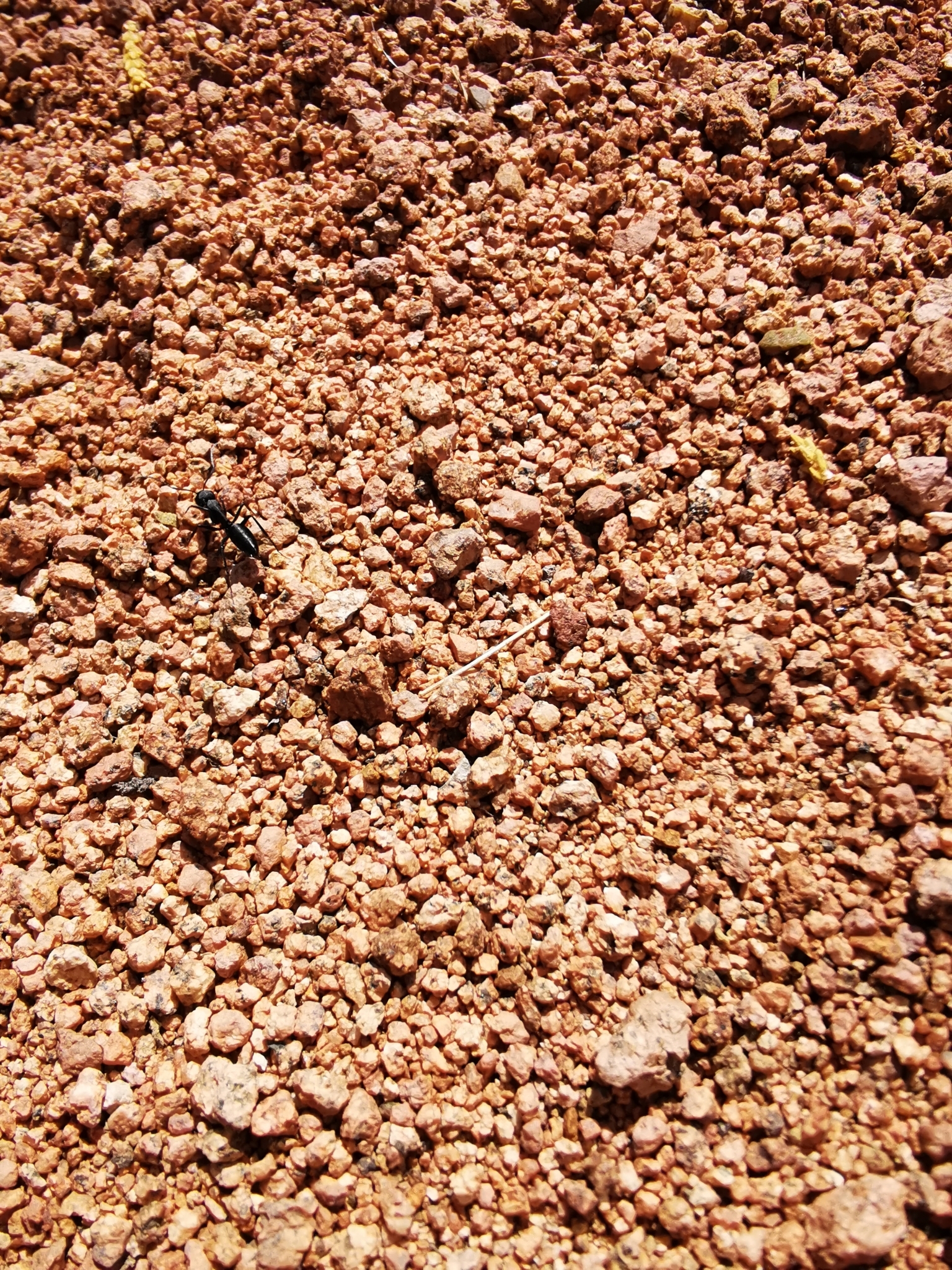 Camponotus hellmichi