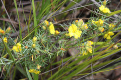 Hibbertia calycina