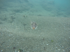 Sphoeroides lobatus