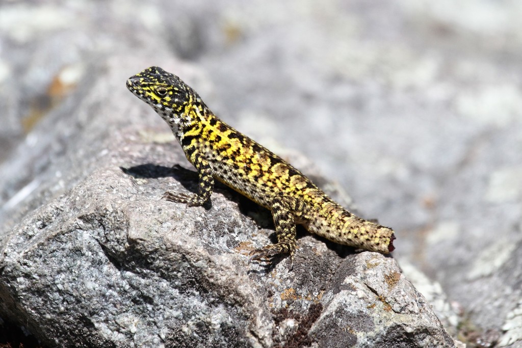 Lesser Ornate Whorltail Iguana