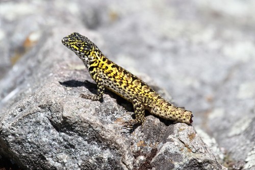 Lesser Ornate Whorltail Iguana