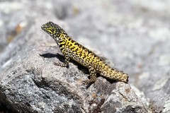 Lesser Ornate Whorltail Iguana photo 1