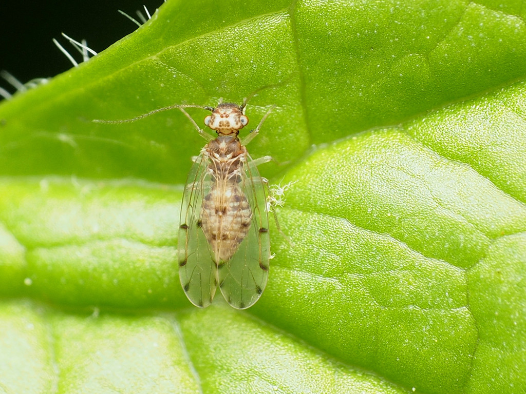 Ectopsocus