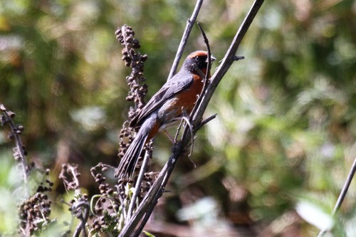 Rufous-breasted Warbling Finch (Poospiza rubecula), photo 3