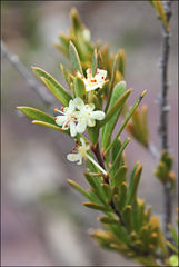 Micrantheum hexandrum