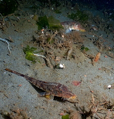 Podothecus accipenserinus