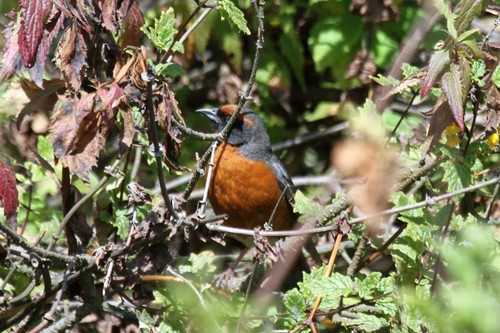 Rufous-breasted Warbling Finch (Poospiza rubecula)