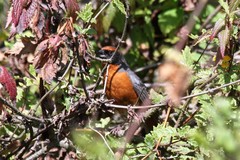 Rufous-Breasted Warbling-Finch photo 2