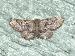 Idaea micropterata