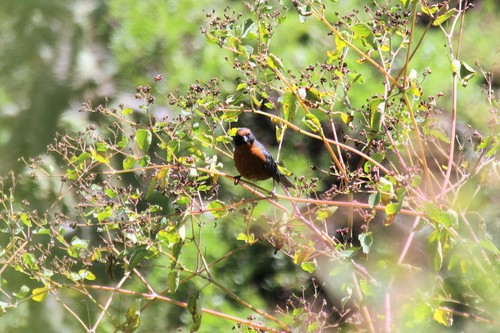 Rufous-breasted Warbling Finch (Poospiza rubecula), photo 8
