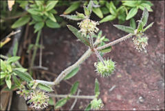 Opercularia hispida