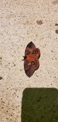 Automeris moloneyi