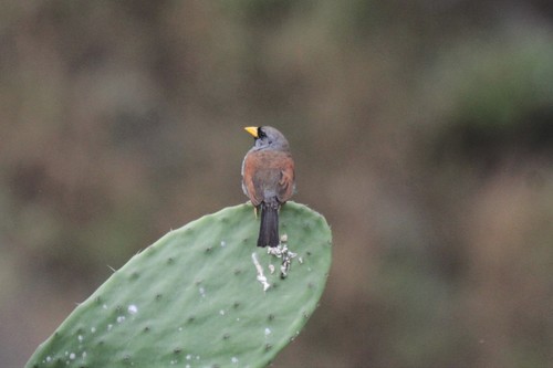 Great Inca Finch (Incaspiza pulchra), photo 8