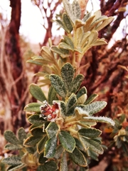 Polylepis tarapacana