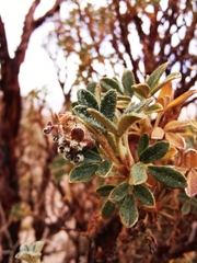 Polylepis tarapacana