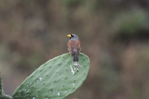 Great Inca Finch (Incaspiza pulchra), photo 9