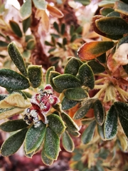 Polylepis tarapacana