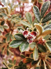 Polylepis tarapacana