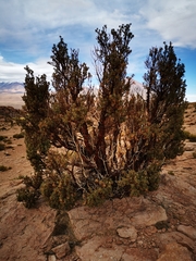 Polylepis tarapacana