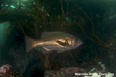 Hemilutjanus macrophthalmos