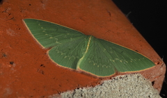 Chlorocoma melocrossa