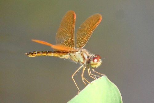 Golden Amberwing