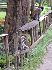 Chlorocebus aethiops