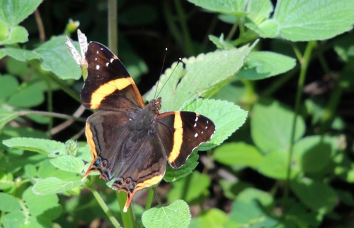Long-tailed Admiral