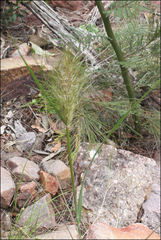 Austrostipa mollis