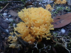 Ramaria lorithamnus