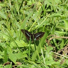 Papilio nireus pseudonireus