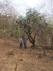 Opuntia wilcoxii
