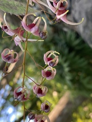 Epimedium × versicolor