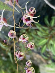 Epimedium × versicolor